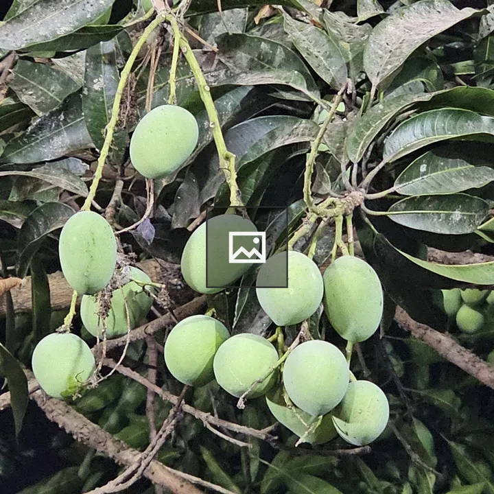 Mangoes on tree at night