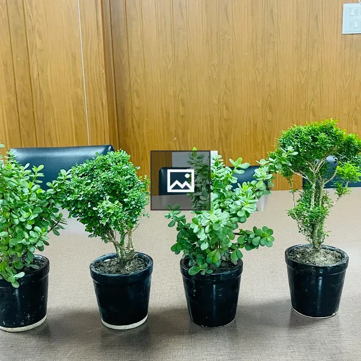 Four small plants in pots