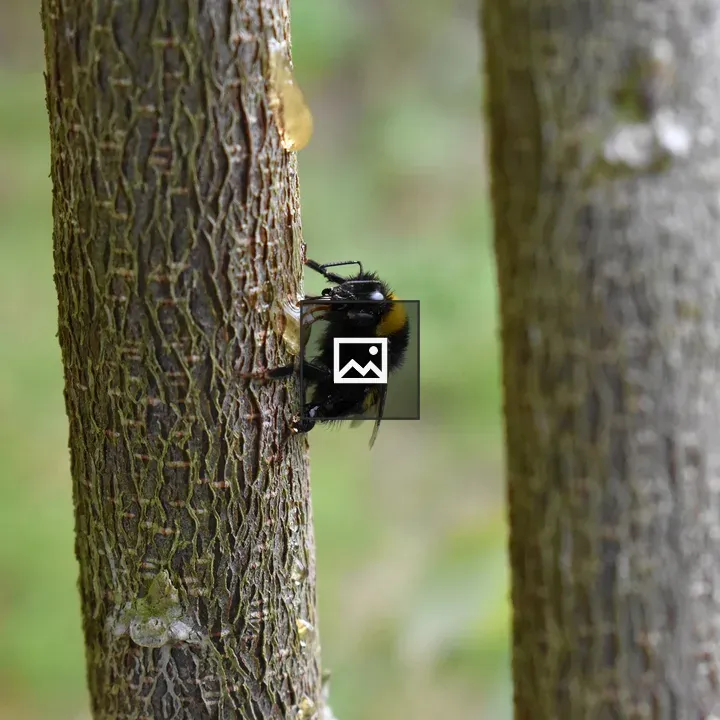 Bumblebee on tree bark