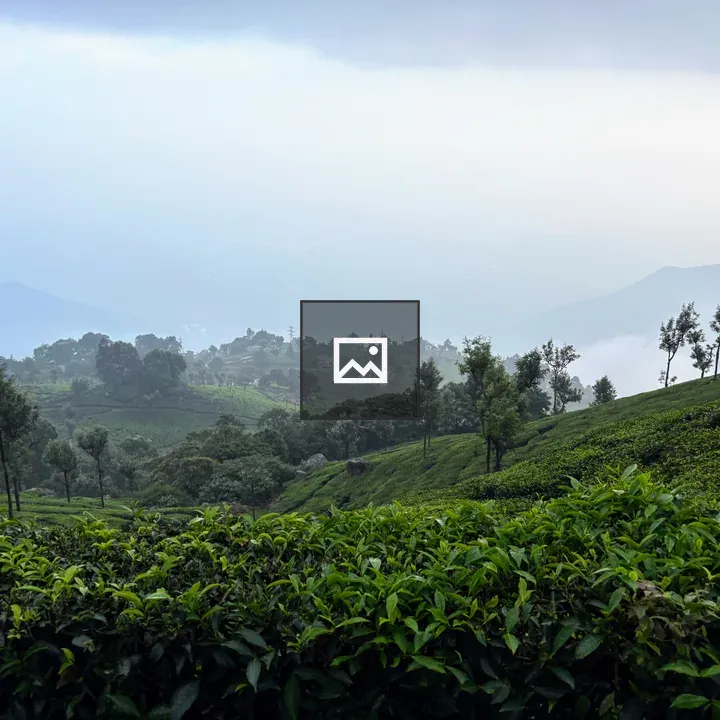 Tea plantation in mist