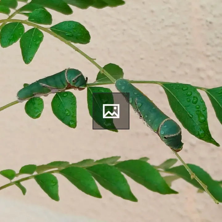 Two green caterpillars on a dewy branch