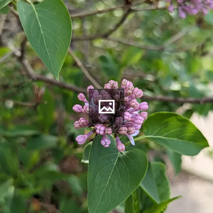 Lilac buds before they open