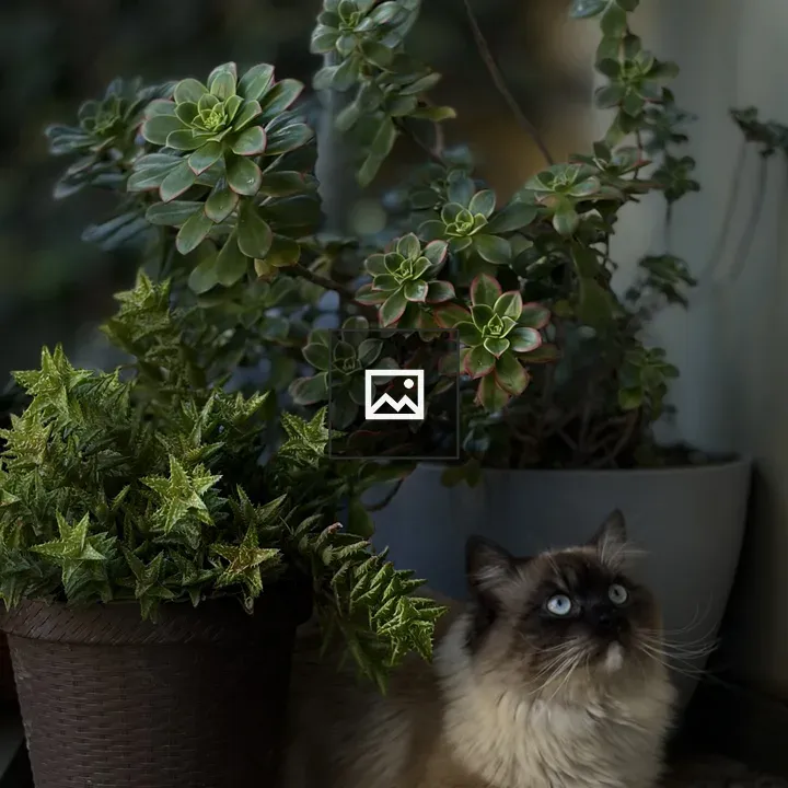 Long-haired cat on balcony with succulents