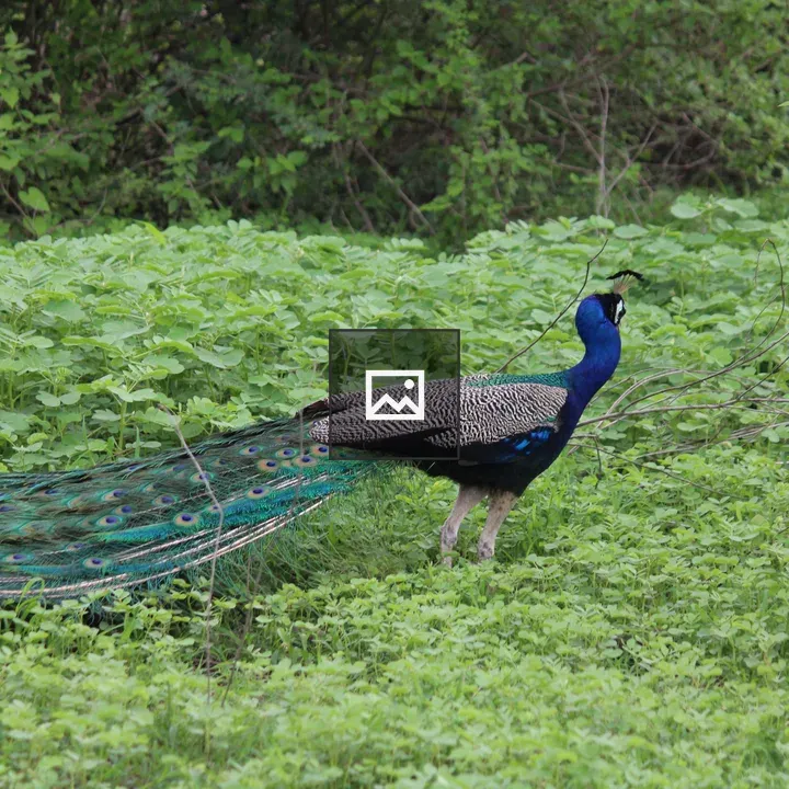 Peacock on Green Foliage