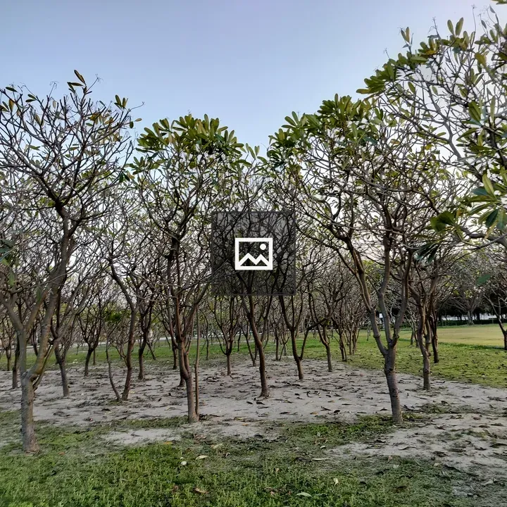 Trees in Nature Scene