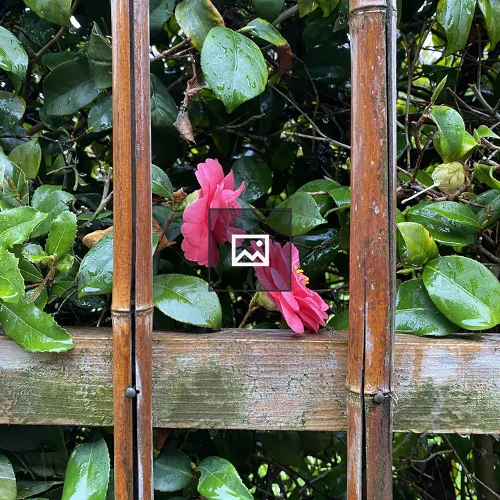 Two Pink Flowers Among Green Leaves
