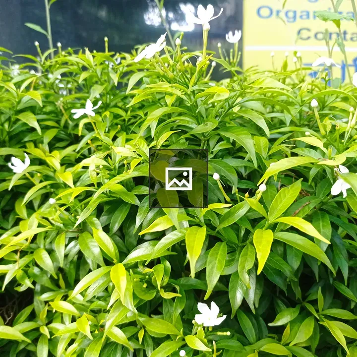 Banani green leaf flower