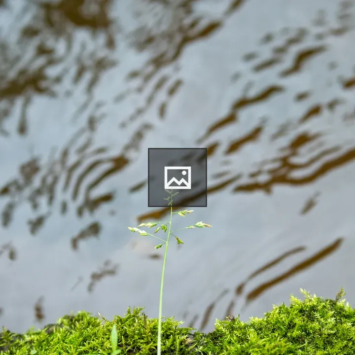 Tall green plant at mossy shoreline
