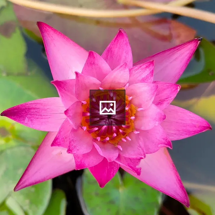 Pink lotus bloom center