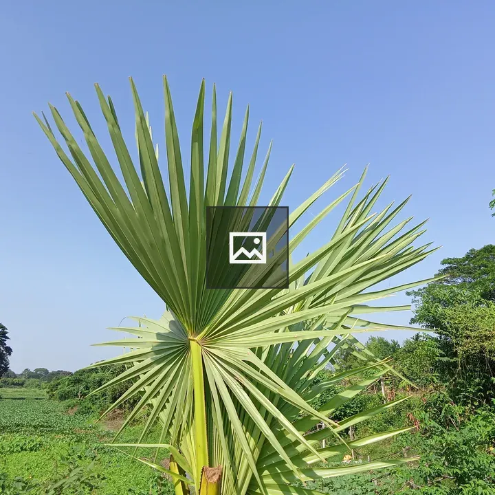 Palm Leaf Against Sky
