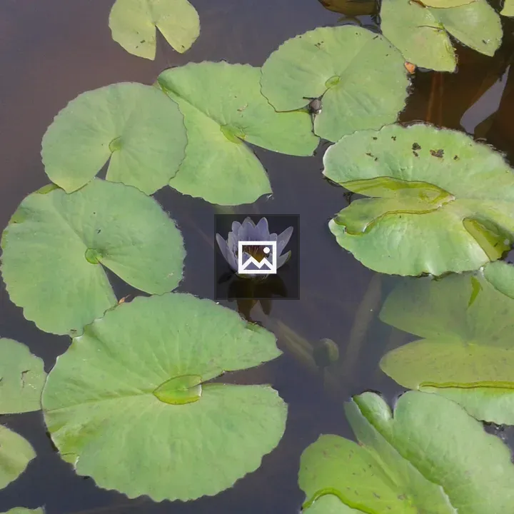 Flower In Pond