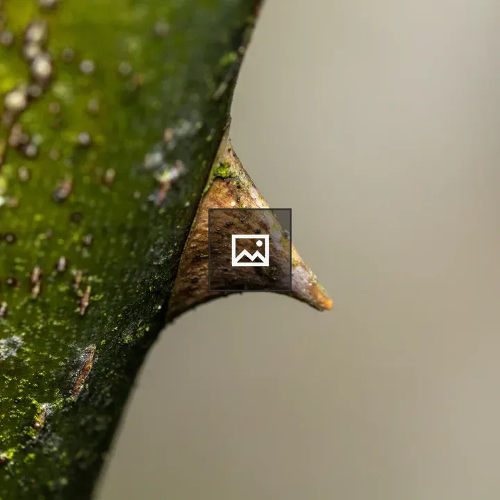 Thorn on a branch
