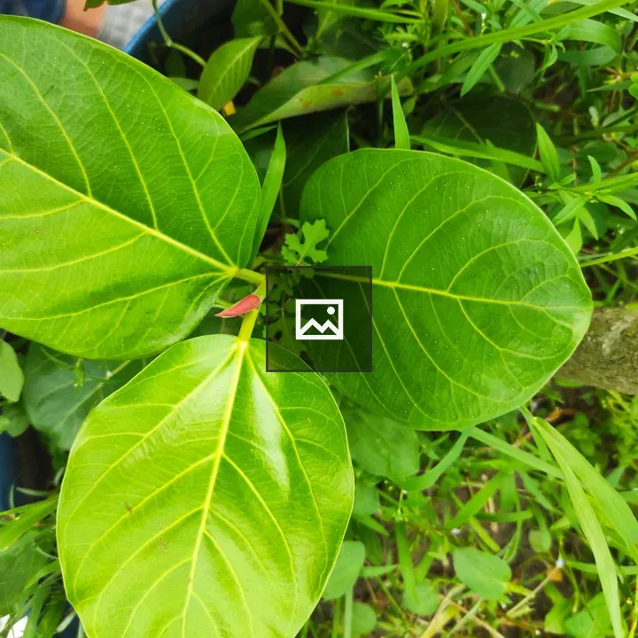 Close-up Leaves with Green Veins