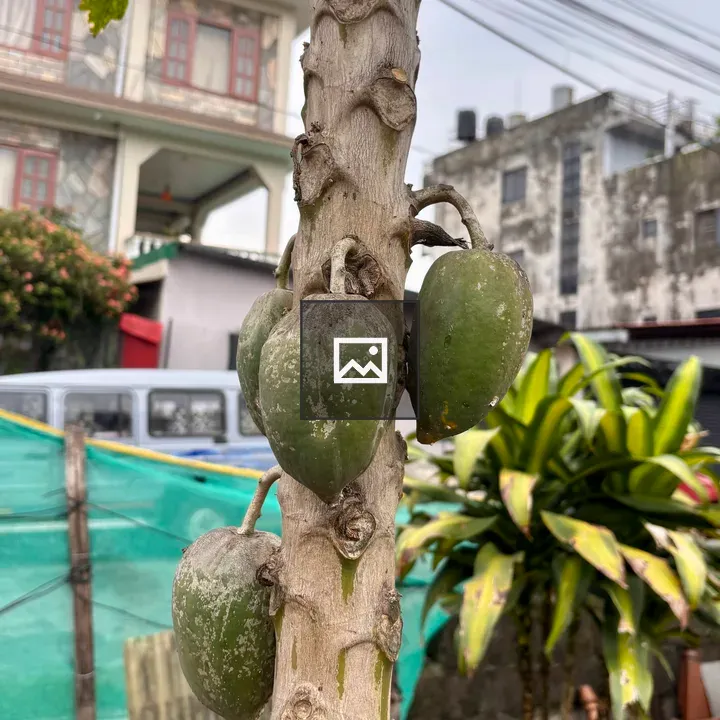 Papaya Tree in Urban Setting