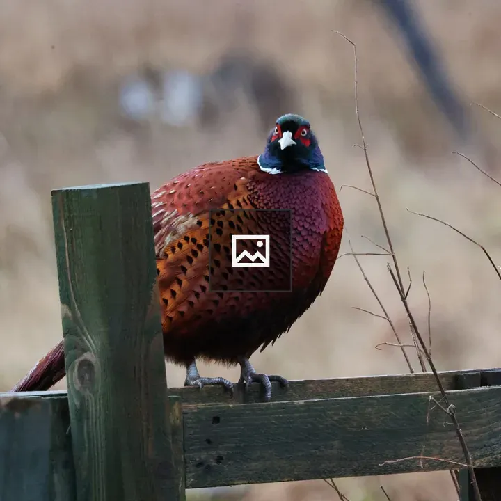 Male pheasant on green fence