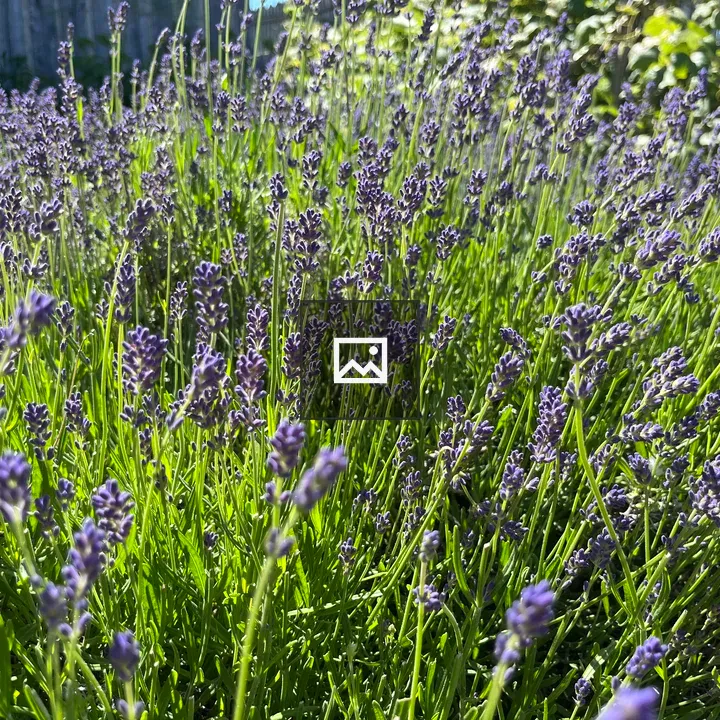 Lavender Flower Field