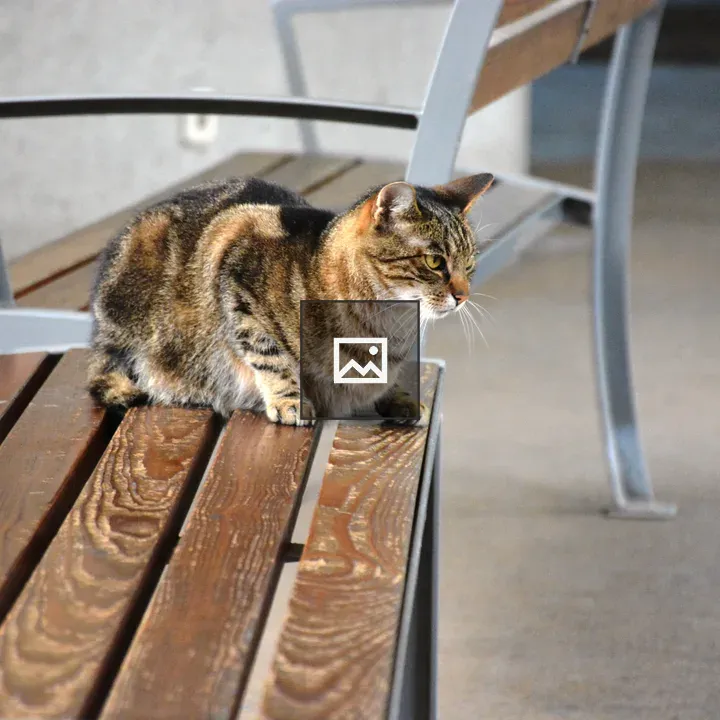 Tortoise Shell Cat on Bench
