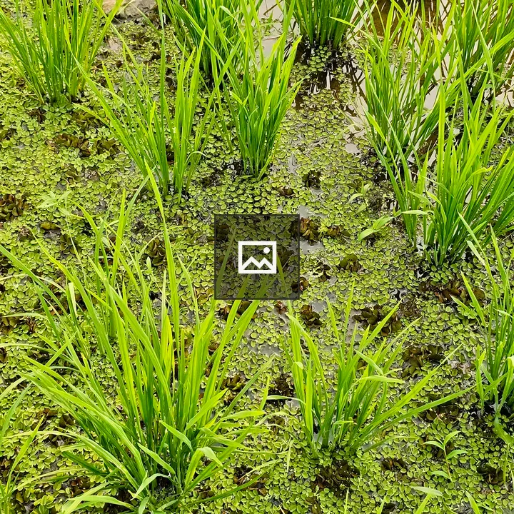 Young rice plants in shallow water