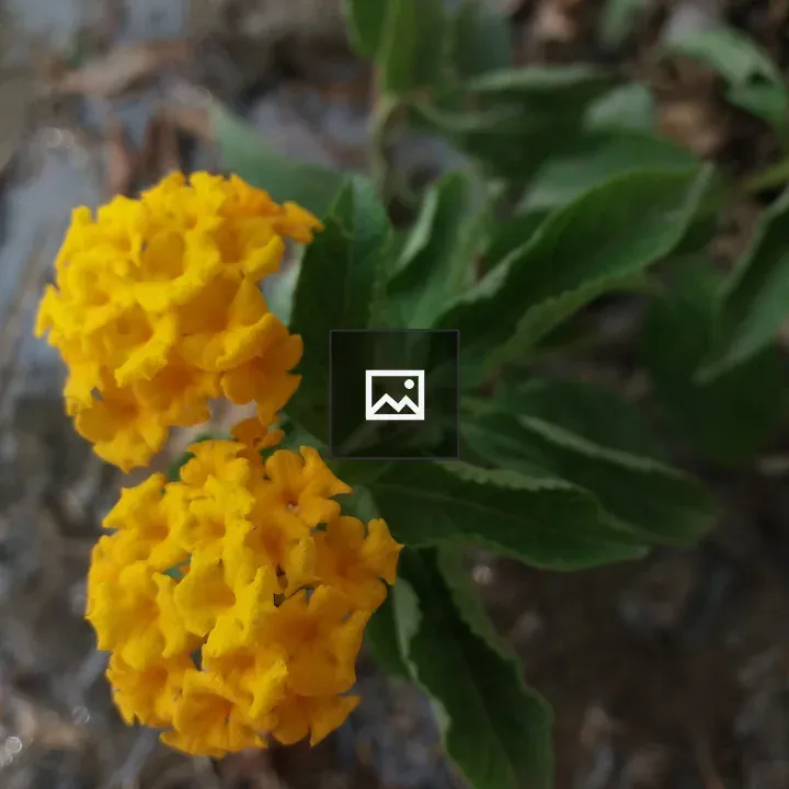 Yellow lantana flower