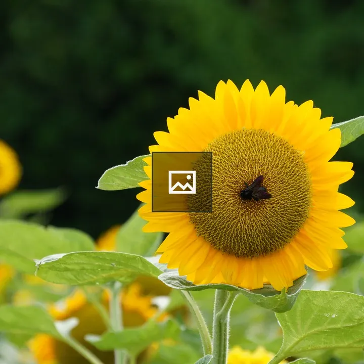Close-up Sunflower with Insect