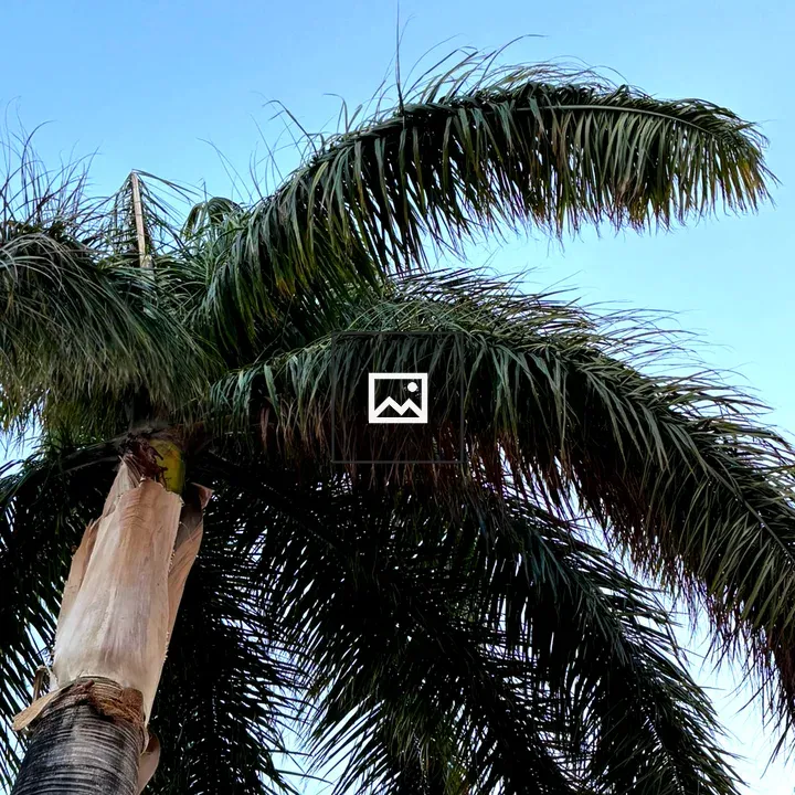 Palm Tree Under Clear Sky