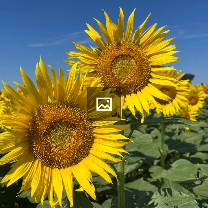 Sunflower plants