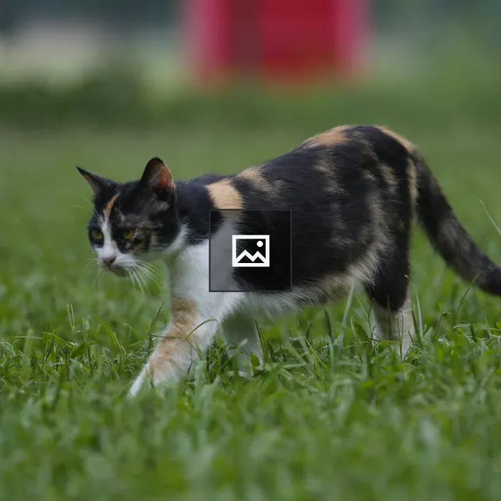 Black Cat Walking on Grass
