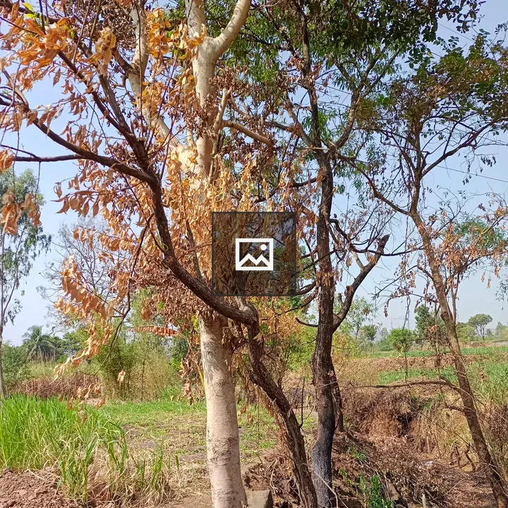 Trees near the farm drought signs