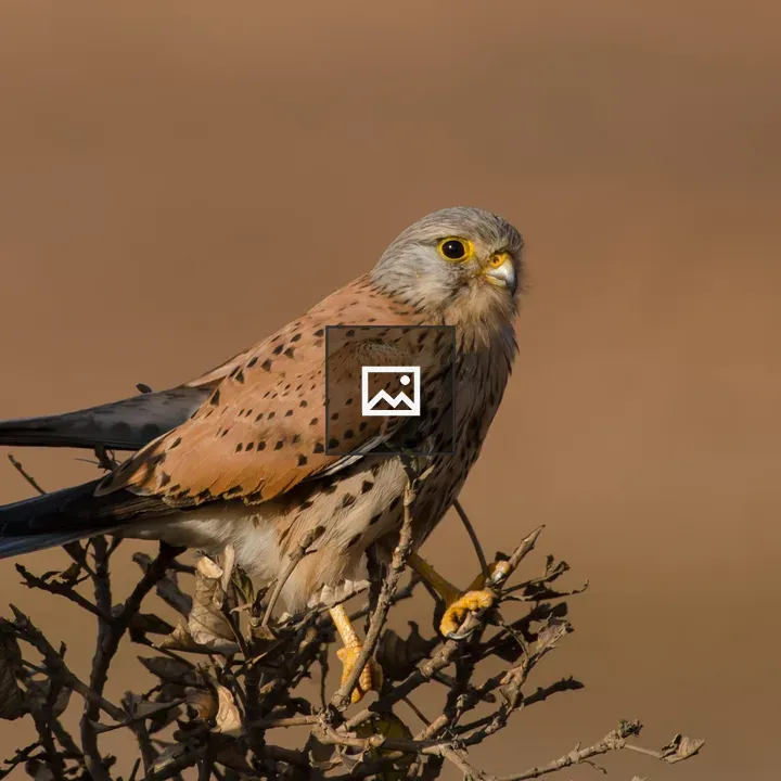 Kestrel on Branch