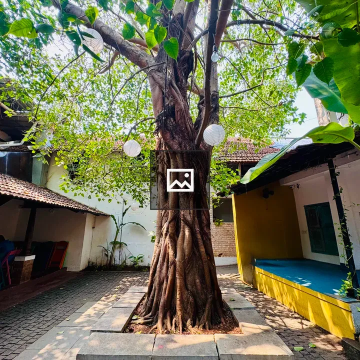 Tree with thick roots in courtyard