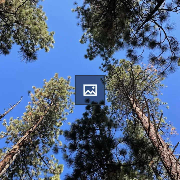 Tall Pines