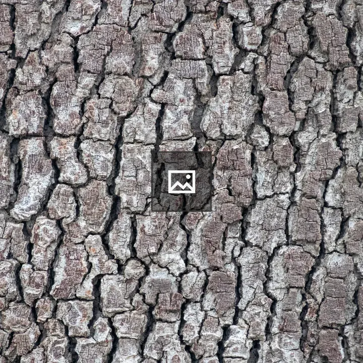 Close-up tree bark