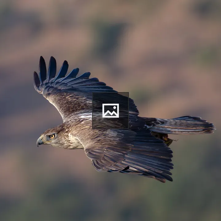 Bonelli's eagle in flight