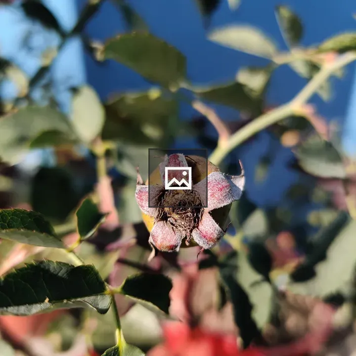 Plant with Branch and Insect