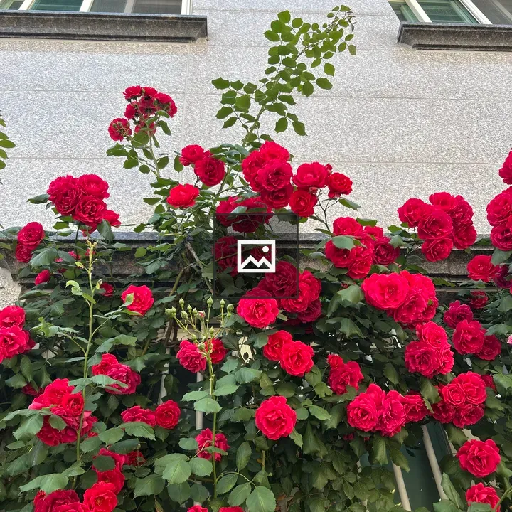 Vibrant roses on stone facade
