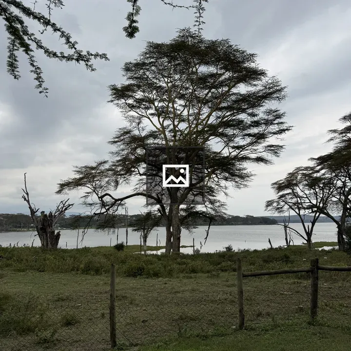 Acacia Tree by Lake Shore