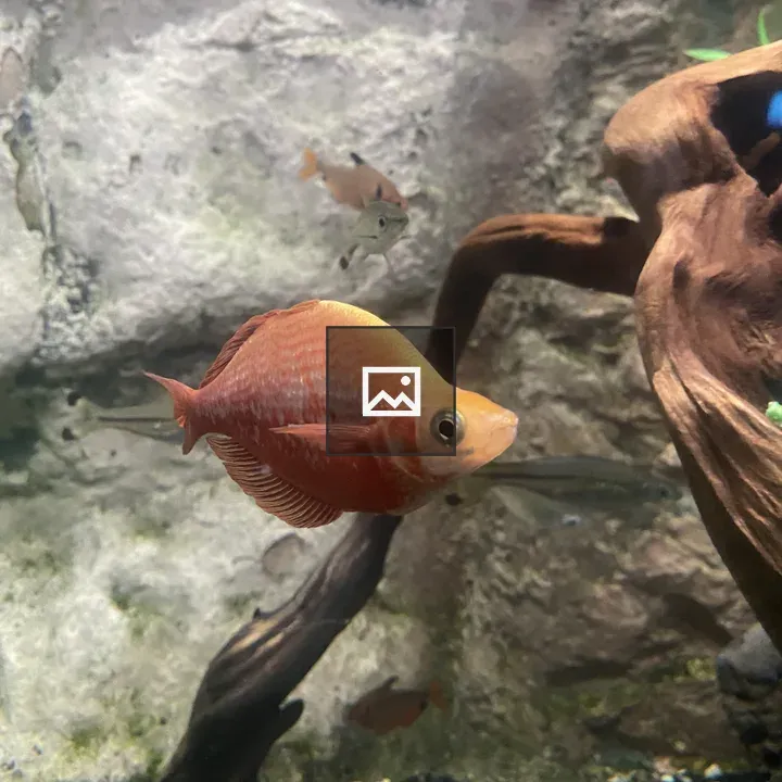 Close-up of orange fish in aquarium