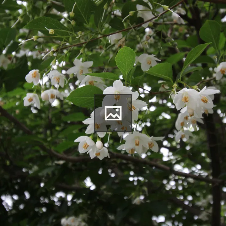 Japanese snowbell branch in bloom