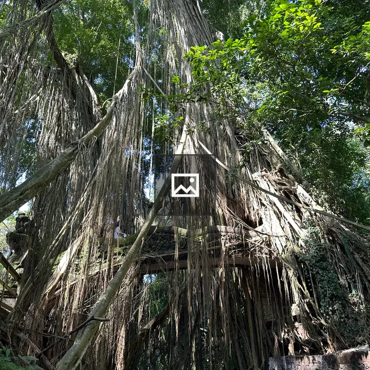 Massive banyan tree over ruins