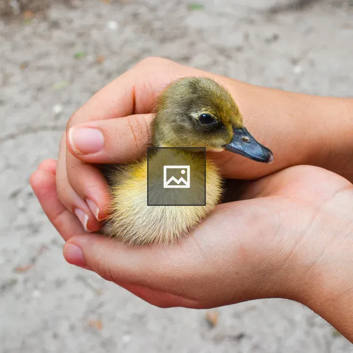 Hands and Baby Duckling