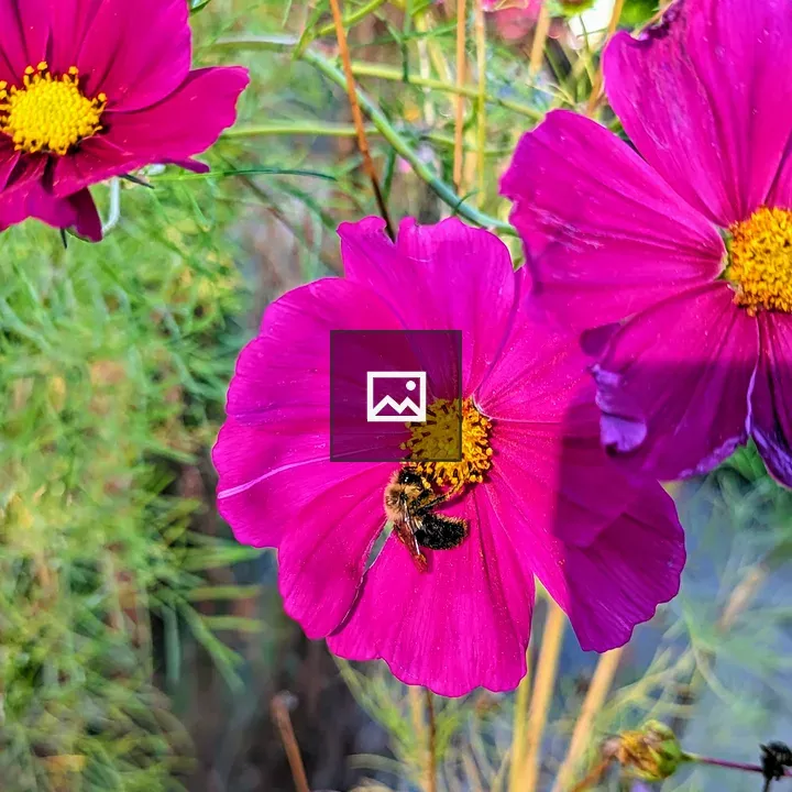Three mauve cosmos flowers