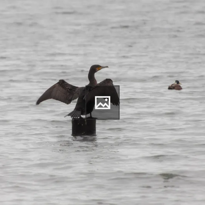 Cormorant with Wings Spread