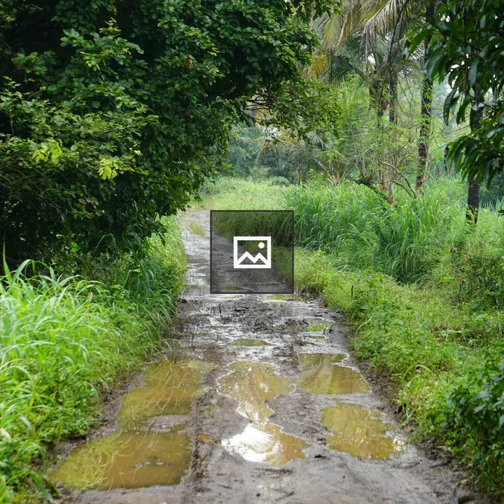 Muddy road with greenery