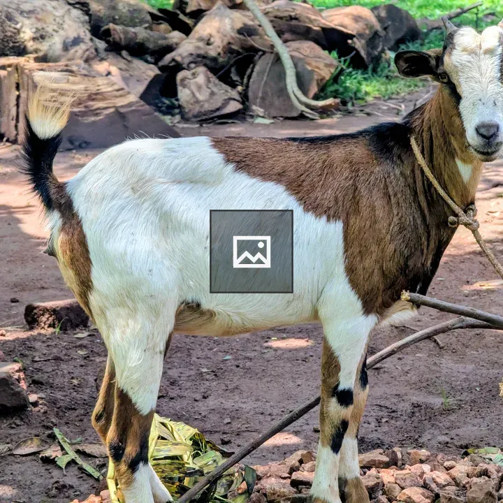 Goat on Dirt Path