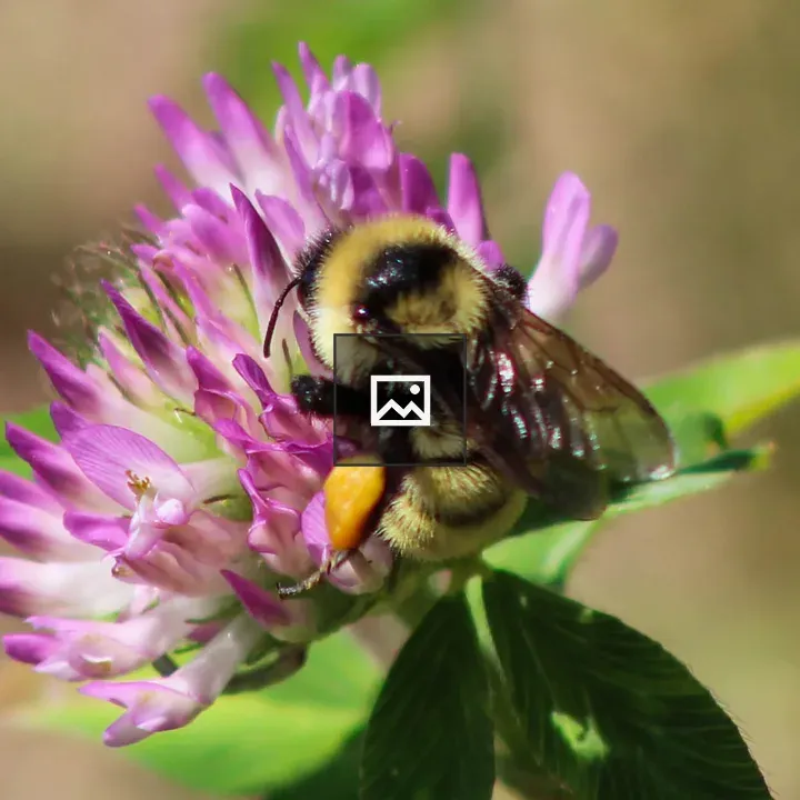 Bees on Clover Blossoms