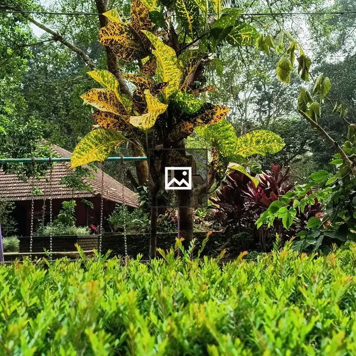 Lush garden with variegated leaves