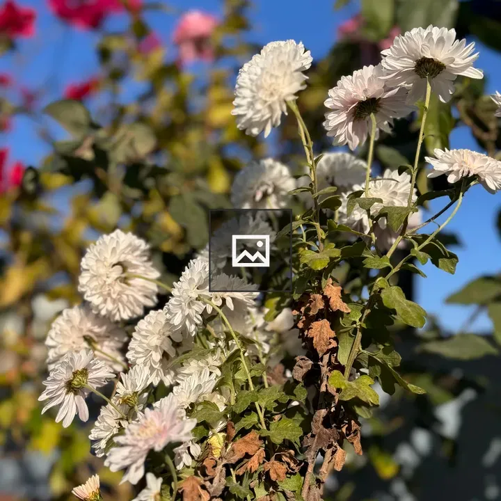 White China aster flower