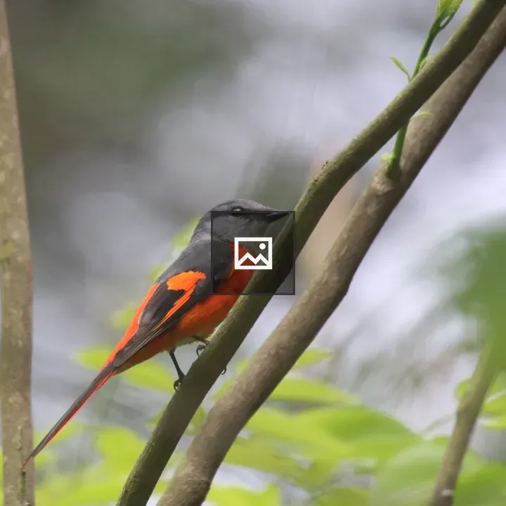 Male Grey-chinned Minivet
