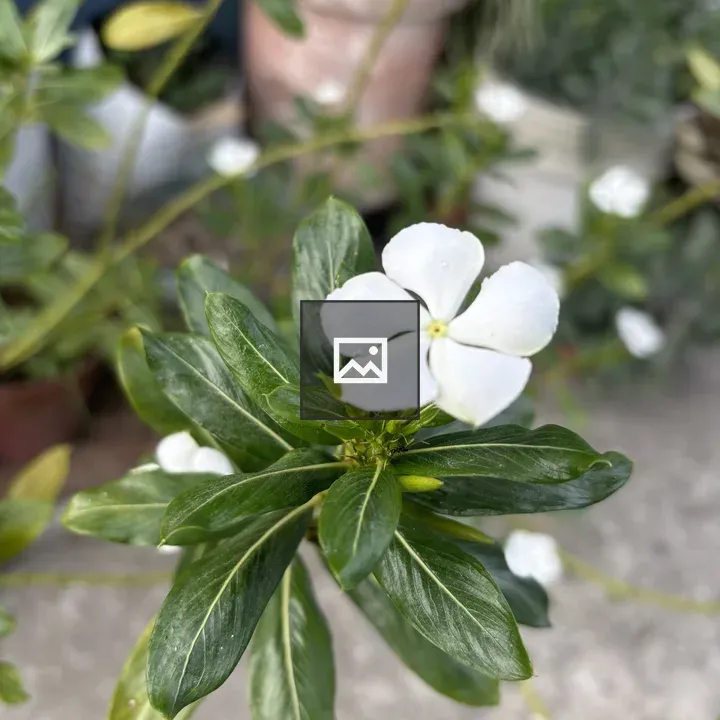 Close-up of green plant with white flower