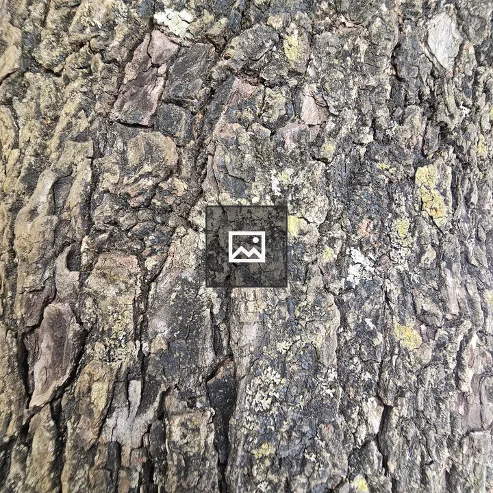 Close-up of tree bark